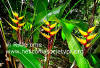 Heliconia bihai 'Golden Pheasant' (clump)